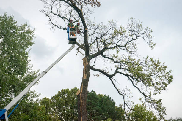 Professional Tree Care in Waikapu, HI