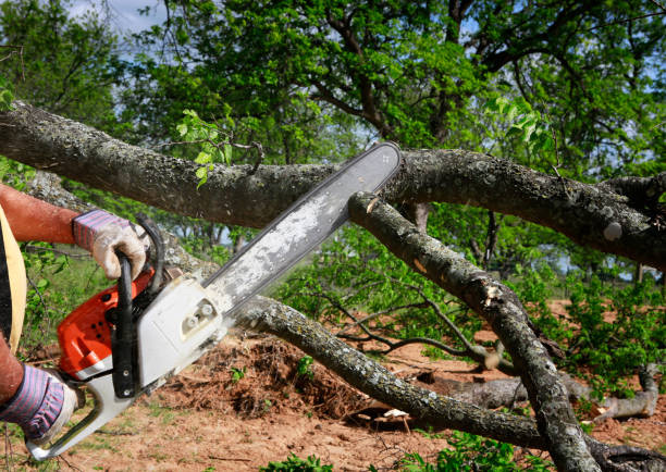 How Our Tree Care Process Works  in  Waikapu, HI